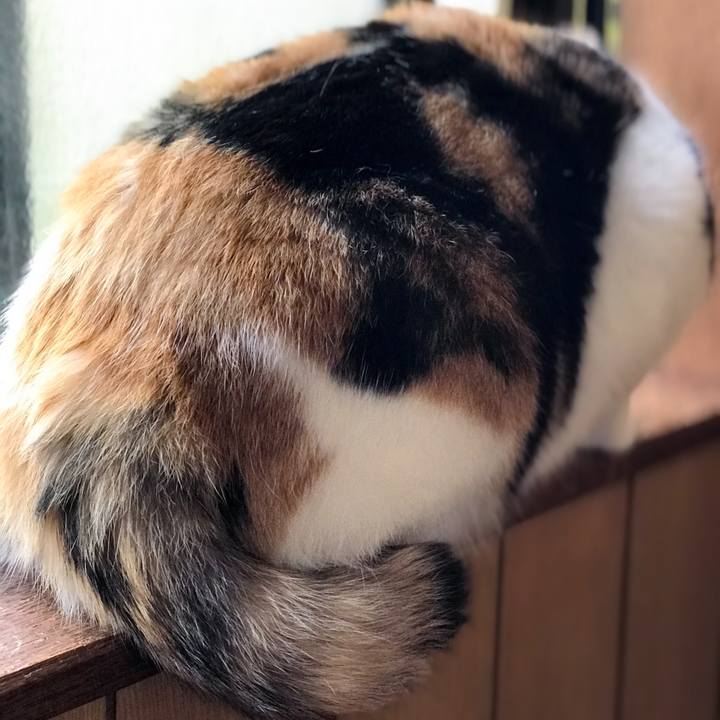 Fc9b7eab f4bd 4908 a96f 596bc8133b25 1526270859854