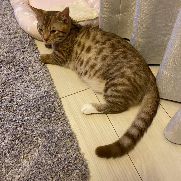 Fc9fe895 37de 480c 937f ba3a1fc34db8 1598016188987