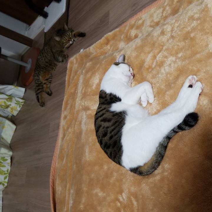 Fca2baf1 fa2d 43f3 8ded 3ca21687089d 1573300417136