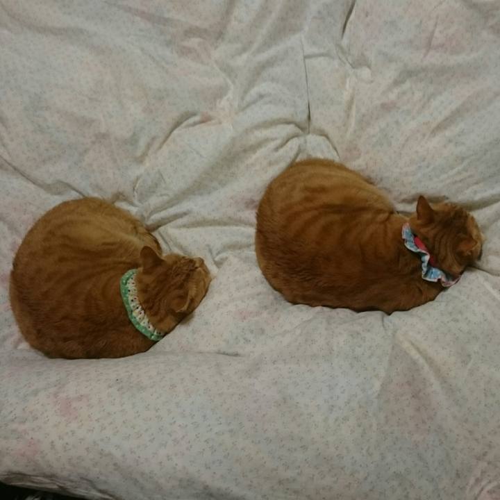 Fca2c352 d6f0 46ed a920 be0db2cba948 1523541725217