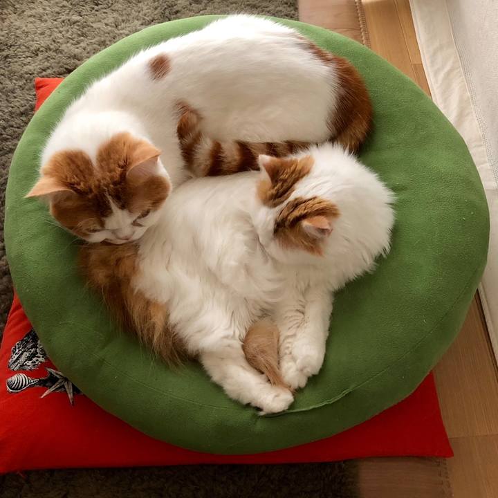 Fca65010 489d 4280 9a07 200b880c8c2f 1764037651017