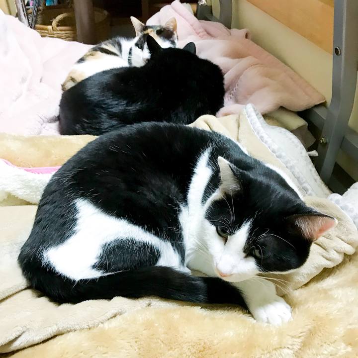 Fca95ffd 945b 44a7 9bb9 d5edced3738a 1513433086771