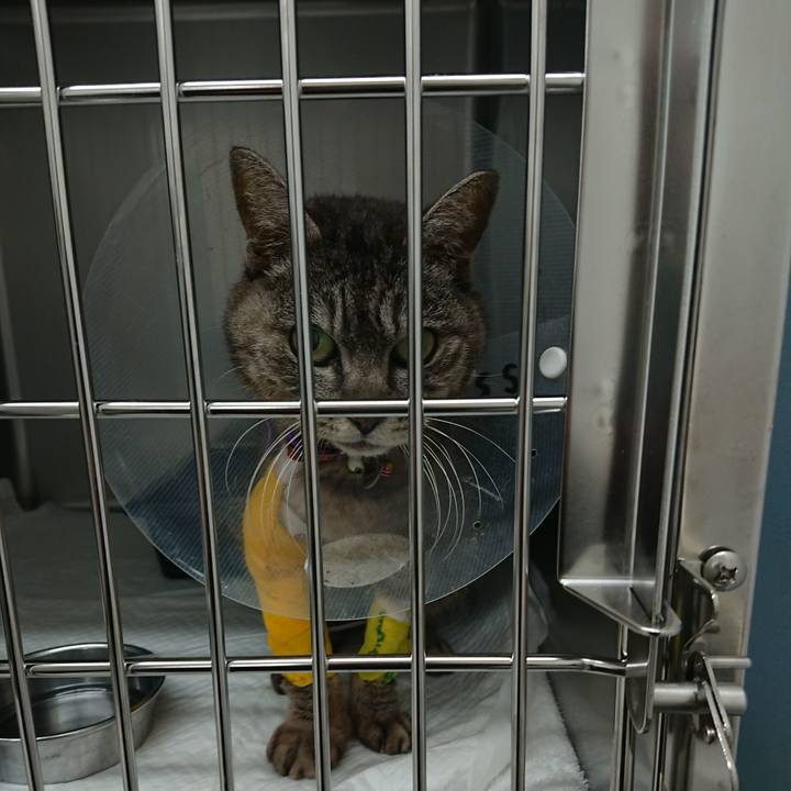 Fcac7c9a 20ce 4086 8451 1fd8201974da 1586070808154