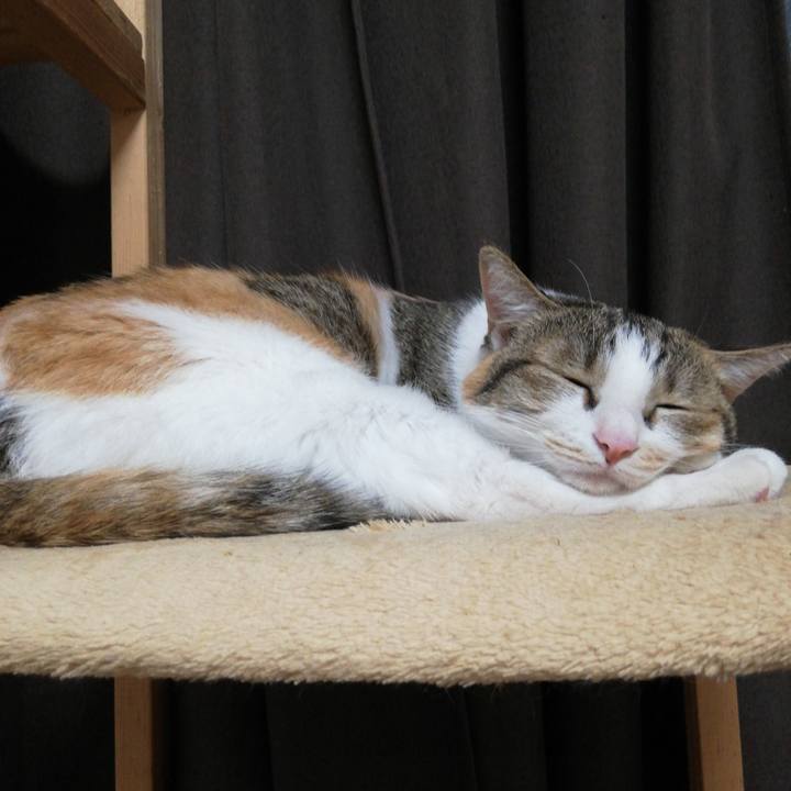 Fcad3386 fde2 4cd7 948a 45ceb04a3eb6 1618999937690