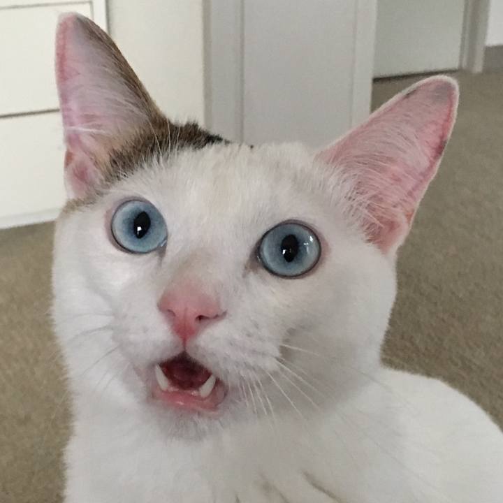 Fcaebfe6 7a43 4a47 b4de c3795af06550 1512362299960