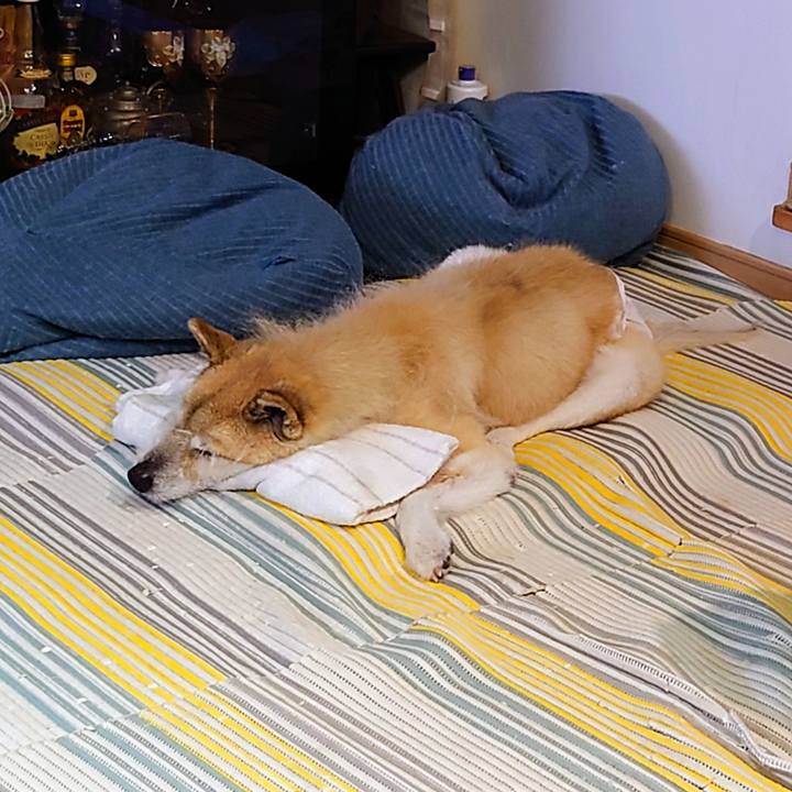 Fcaf83a3 d9b9 4716 89c8 8fc1b3d92e7e 1653963689704