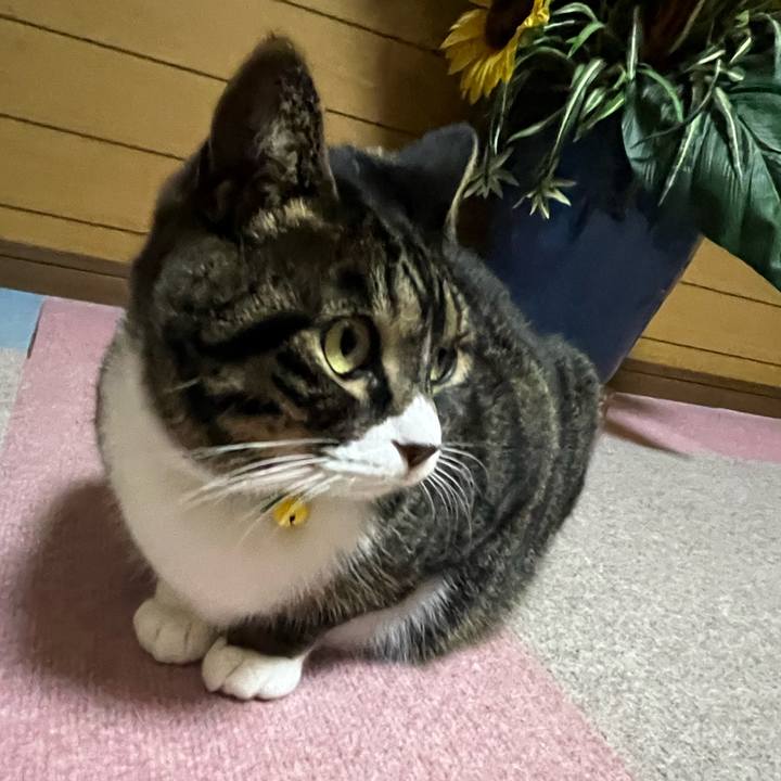 Fcb55126 b868 4f15 ad93 9b5722ca2a8f 1760571248681