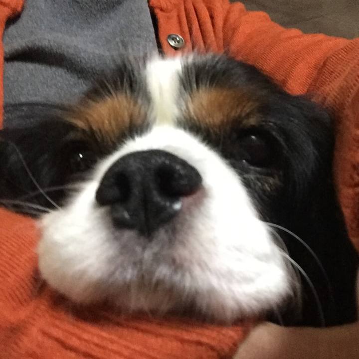 Fcb76a05 4e5a 4c93 bfd9 da5cc0742cc9 1513085216691