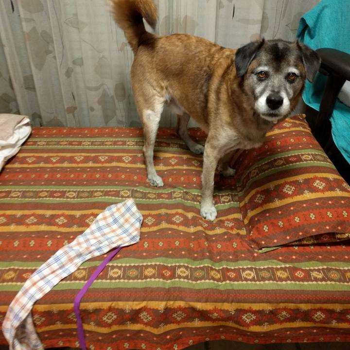 Fcbd0832 078a 4686 86d4 00c851f3c28f 1516015219675