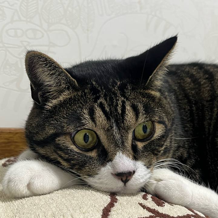 Fcbfdcb0 655d 4480 ae78 09667e69330e 1758759131830