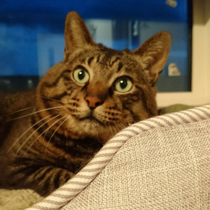 Fcc046d1 34c1 44a5 ade3 f78252e3afa8 1534933741708