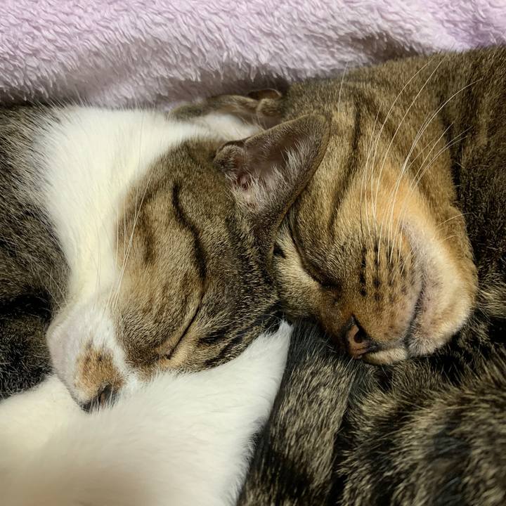 Fcc2e231 ea13 43f1 9f84 50d57448259f 1541464443769