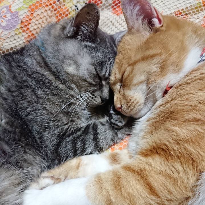 Fcc55042 7baf 4268 8f5d 2943b2a0408d 1571663545168