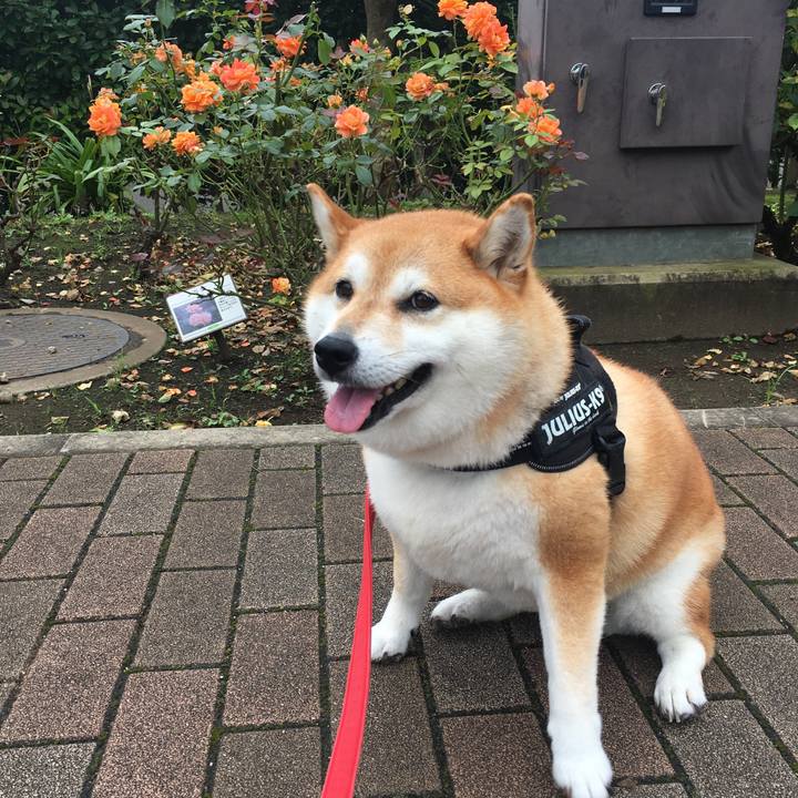 Fcc60188 271d 418f b5fe 5d368e4754eb 1595996680936