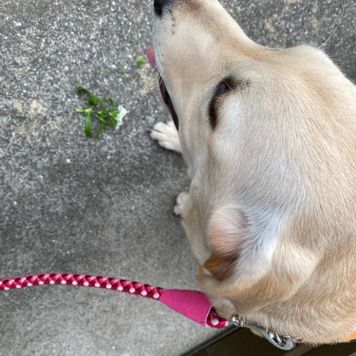 Fcc7ae83 dfa9 4090 be71 dac8d753c320 1617277760222