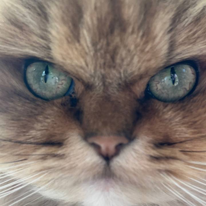 Fcc95fcb 1849 48fb 803c 8df94b4d3abc 1738488369875