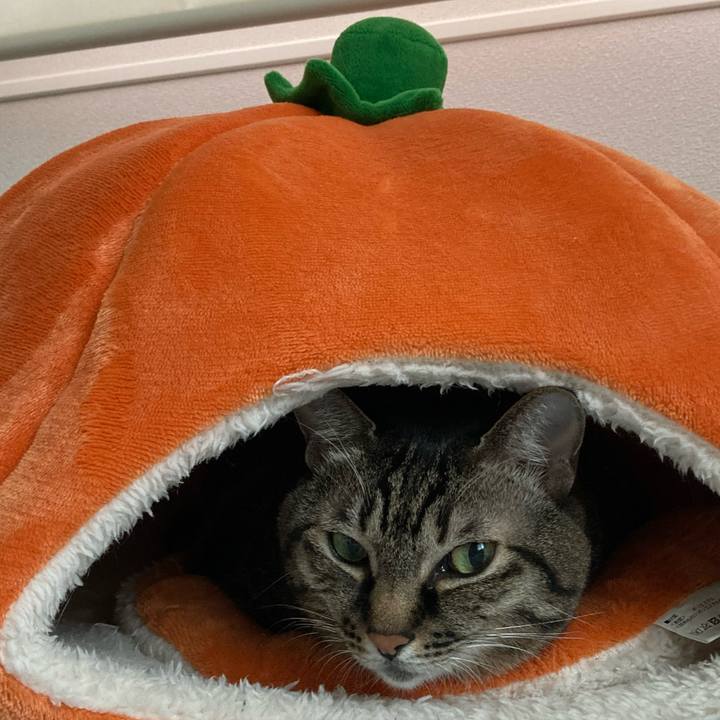 Fcc9d73b bb9a 4279 a3da 44c313ee035c 1667258669070