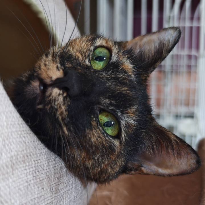 Fcca45a8 567a 4a68 94d5 366d71753802 1769849223608