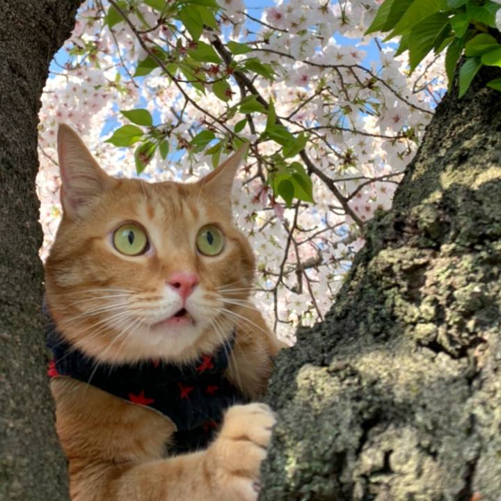 Fccc20ad 06d9 4409 ba9a 46e9fb38e4d2 1586959004199