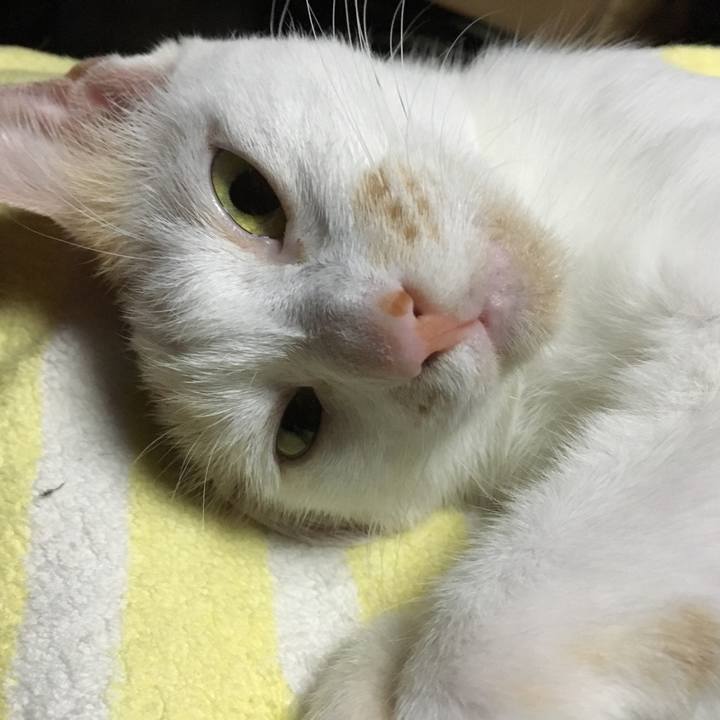 Fccda8c2 747c 4fb2 8974 be58da917fc3 1533459791346