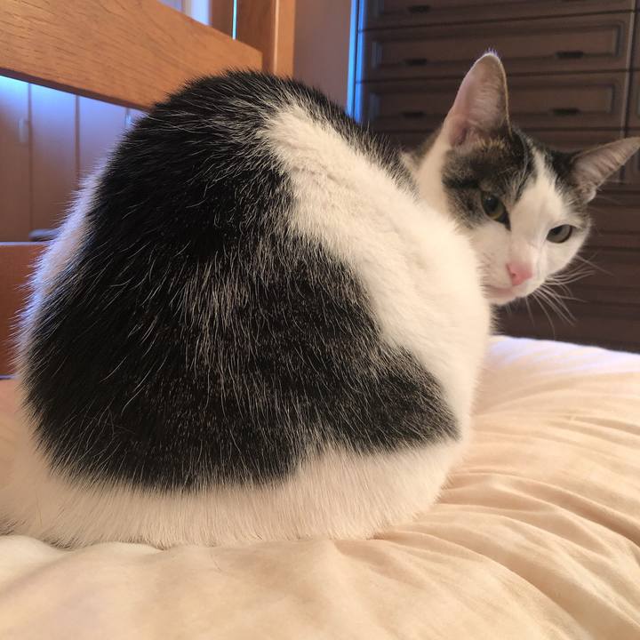 Fcce9b2a 4e5c 4dc3 8b0e 0674615959a6 1619387175076