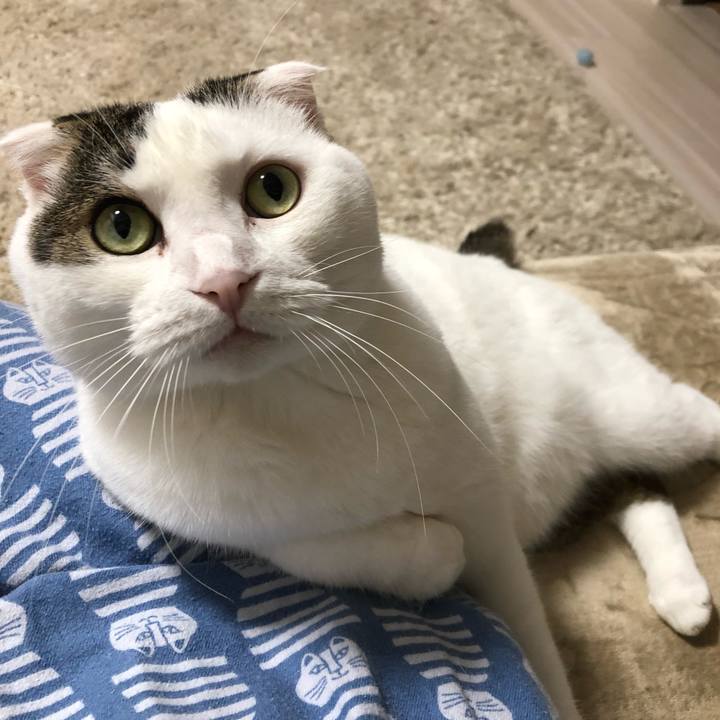 Fcd5df52 6051 42d1 a14c 1b6772a2dba7 1539688978444