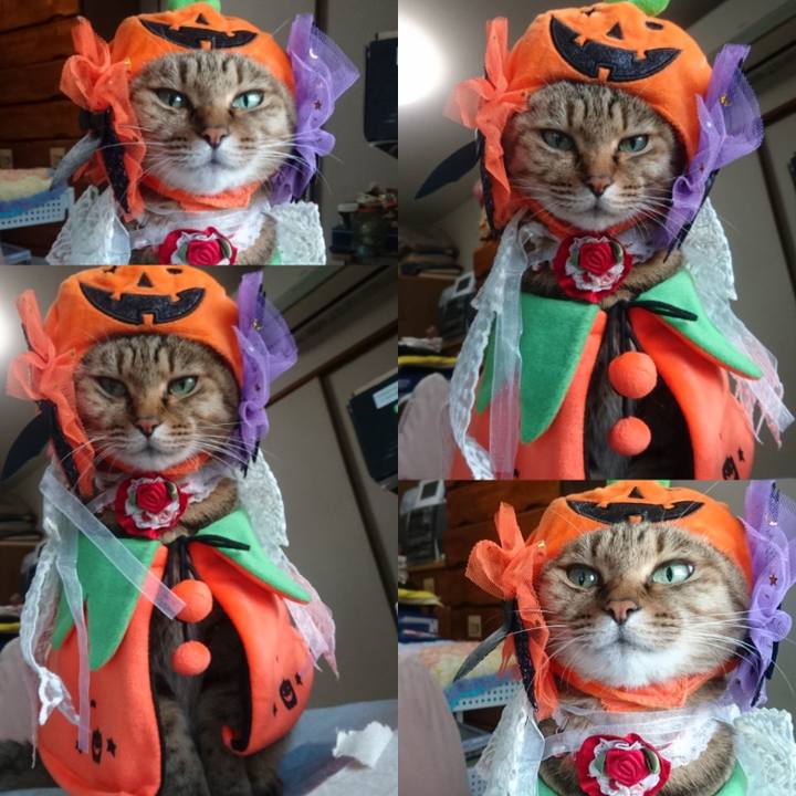 Fcd87a7f cb6f 49c8 a760 c6bc9d2afa4d 1761783888782