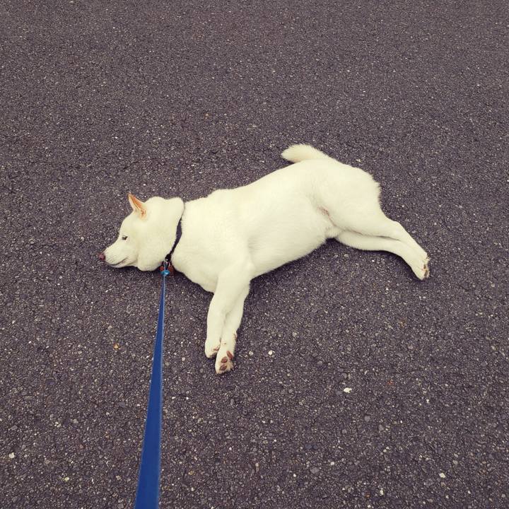 Fcdcf8f6 c5ff 4a5a a9a1 cbc12f69b1c4 1566304309549