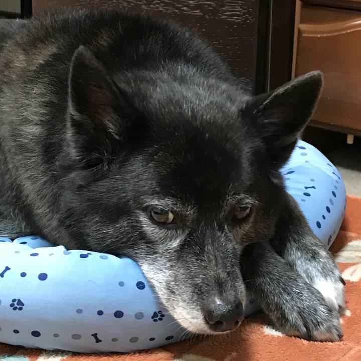 Fcdea514 025c 4f3a b719 254e3d176bad 1533560066554