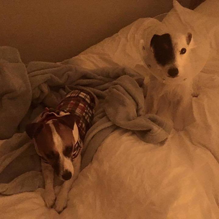 Fce1c8ba 52cc 4506 92e6 029b3826ad2b 1574031985644