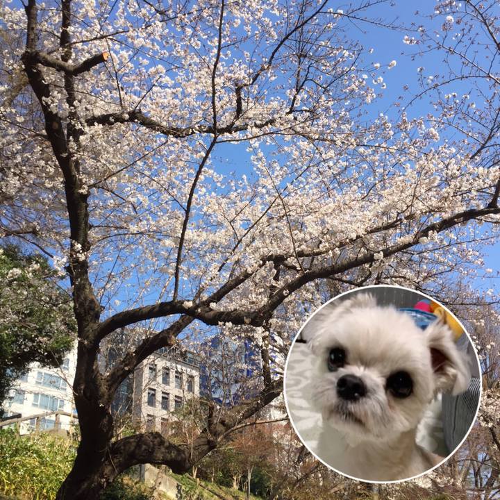 Fce53433 c773 4edf b274 1a89a8b2ae0b 1553658094324