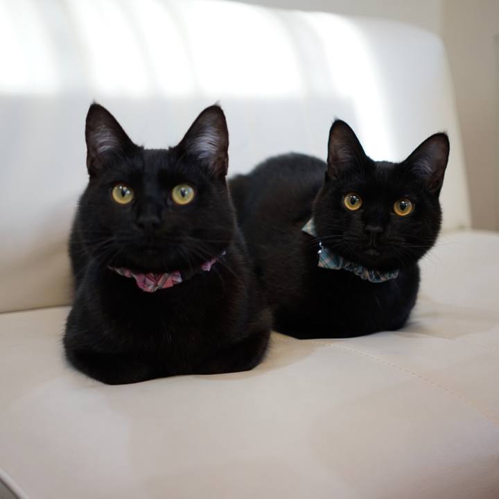 Fce87947 16c1 4bb4 b9e6 66845006b718 1517354555506