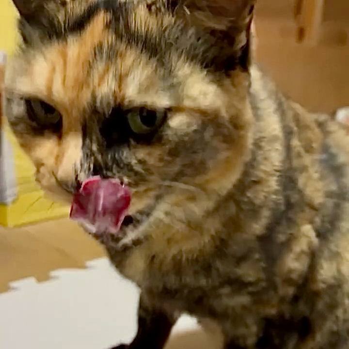 Fce88d56 2c69 4c37 a910 73bcd7b2a9f5 1755226892037