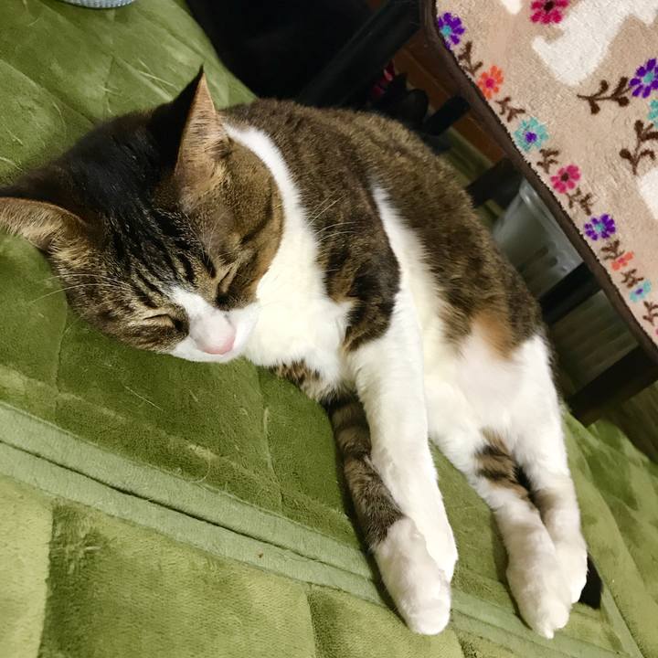 Fcea27a0 5773 4cb3 a093 1655a32e71a3 1520218235207