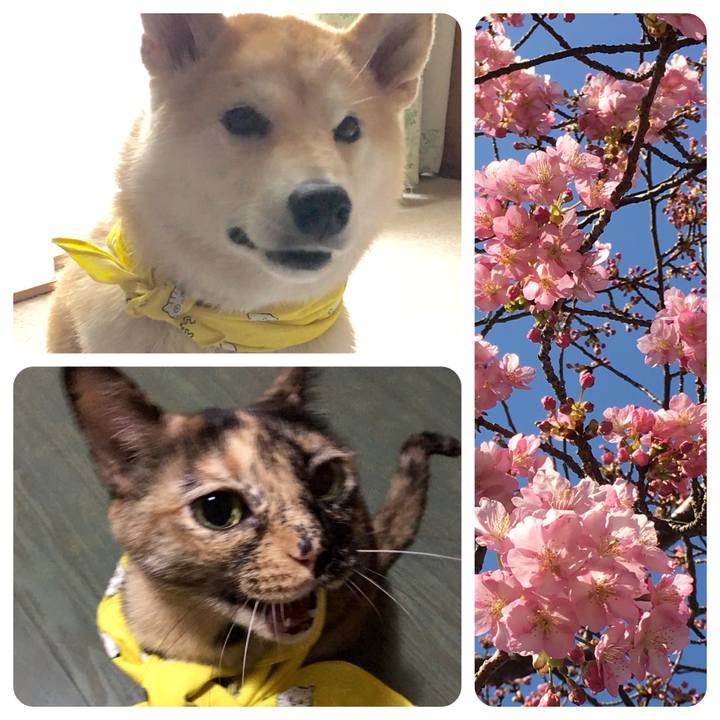 Fcebf487 0777 4cfe b931 a6a359ed7a71 1521631775144