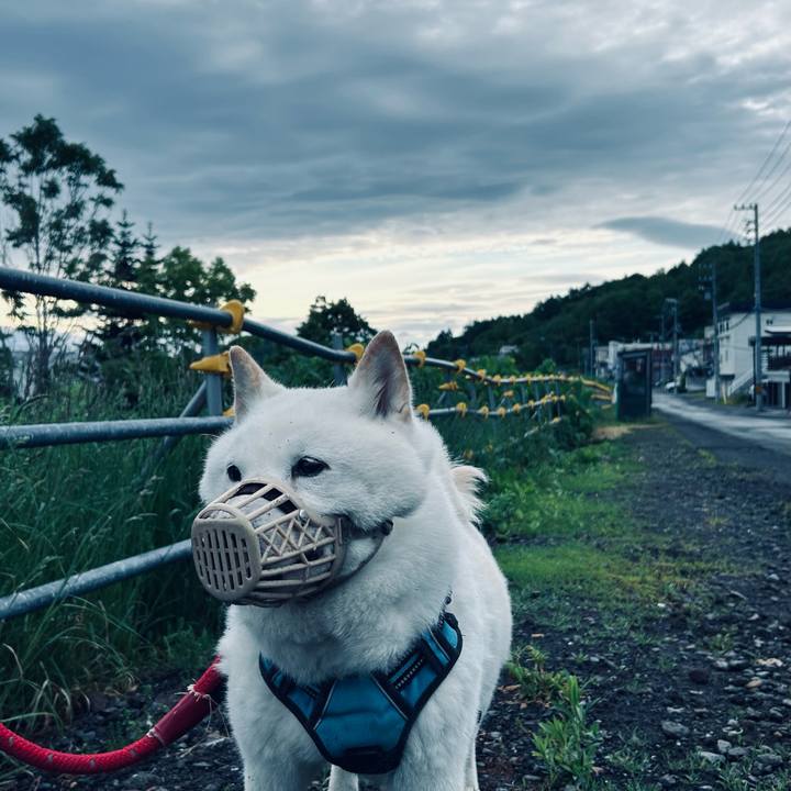 Fcf03198 2d29 4905 9cc9 325558ca8629 1749070744203