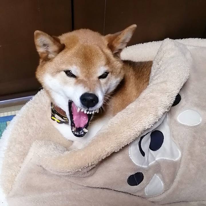 Fcf2938b 5251 4797 b92a 787bc20bb2cb 1619442930540