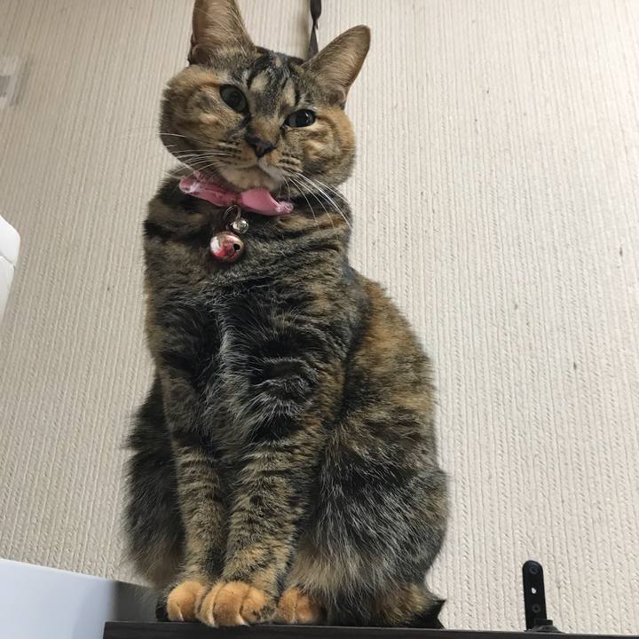 Fcf3faef 59ba 4f93 87d9 5fed63eaa8c1 1512512720477