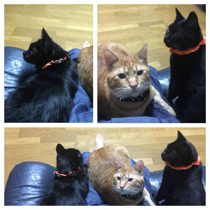 Fcf447ca ac90 4be4 a4e2 1d2728708419 1538298114025