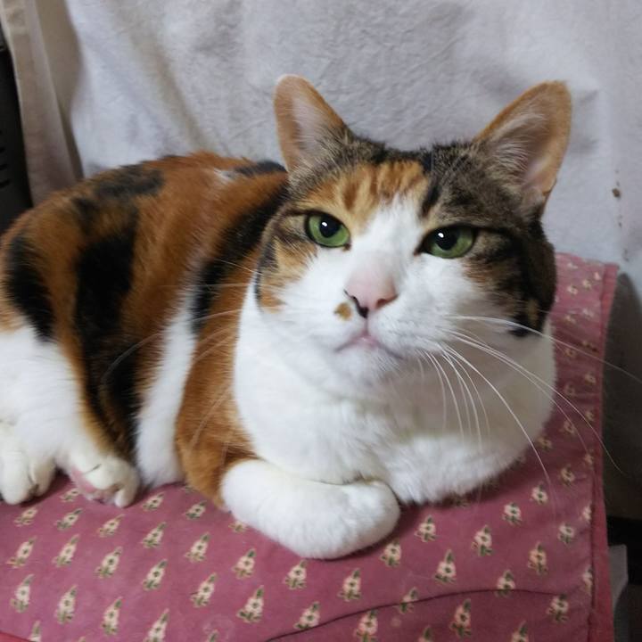 Fcfa03d8 fcea 4646 a4a9 b31c53713783 1551214140245