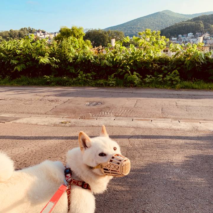 Fcfac9f3 1675 4619 9855 90311adf779b 1561841281760