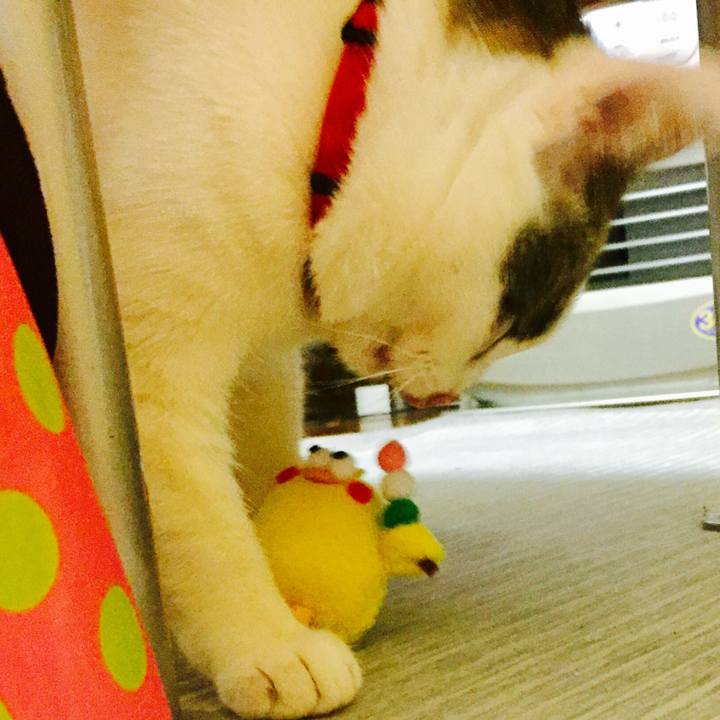 Fcfb98b0 ffaa 40bf 80fd 0a46fe951742 1518742466642