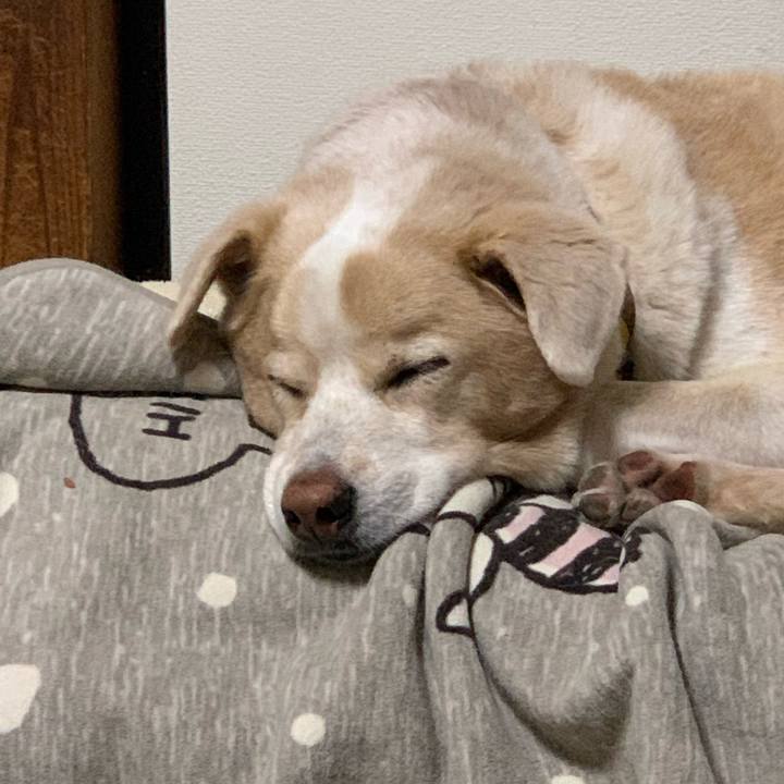 Fcfce3f2 73db 4c07 94ae 13359d9d2dbb 1604931846829