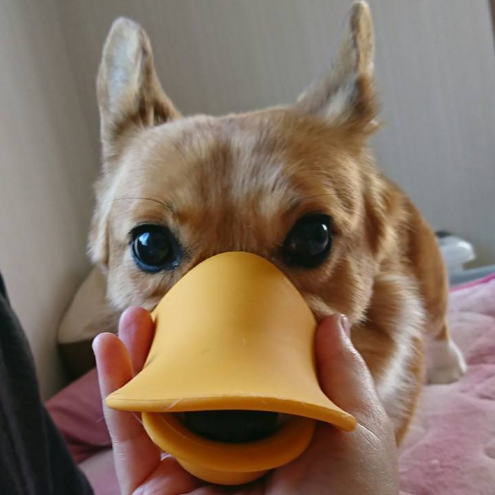 Fd00de9d cc03 43ea 9493 193eebe13ace 1524100924194