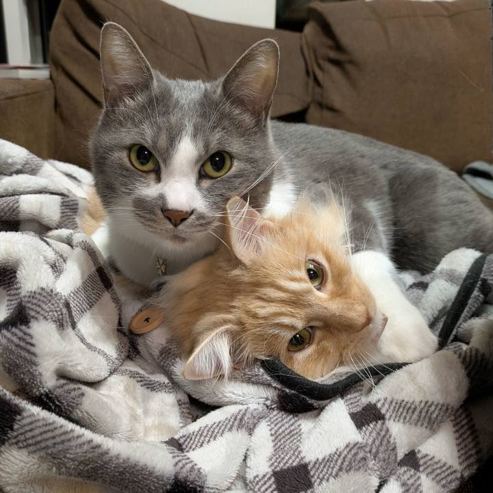 Fd03be3c 8310 4a85 895f a805650a2b7e 1741840846033