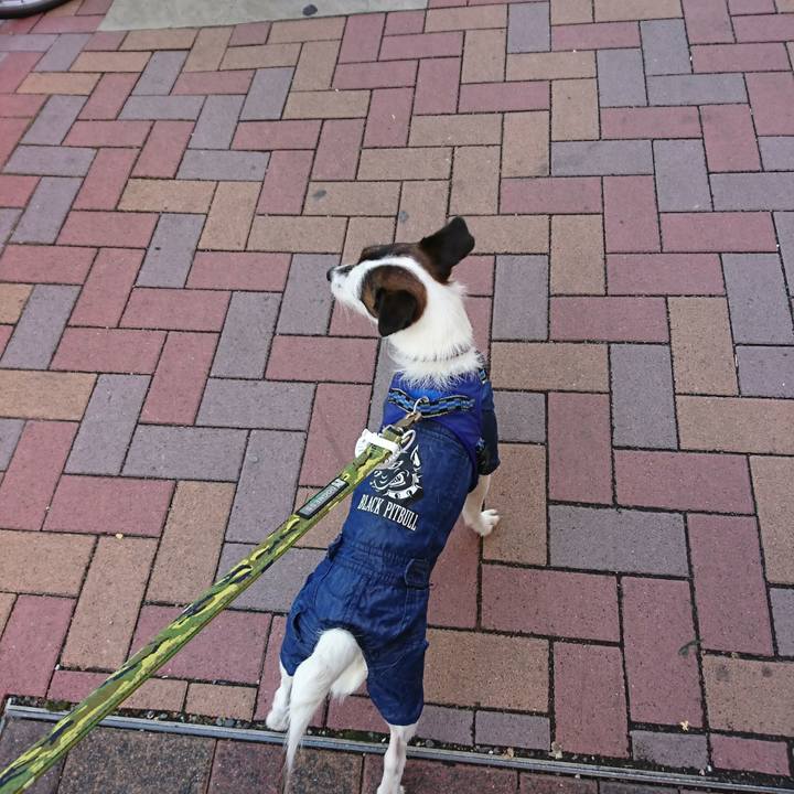 Fd04c0e4 2cdd 4f54 b069 6a5f83327e32 1511581659227