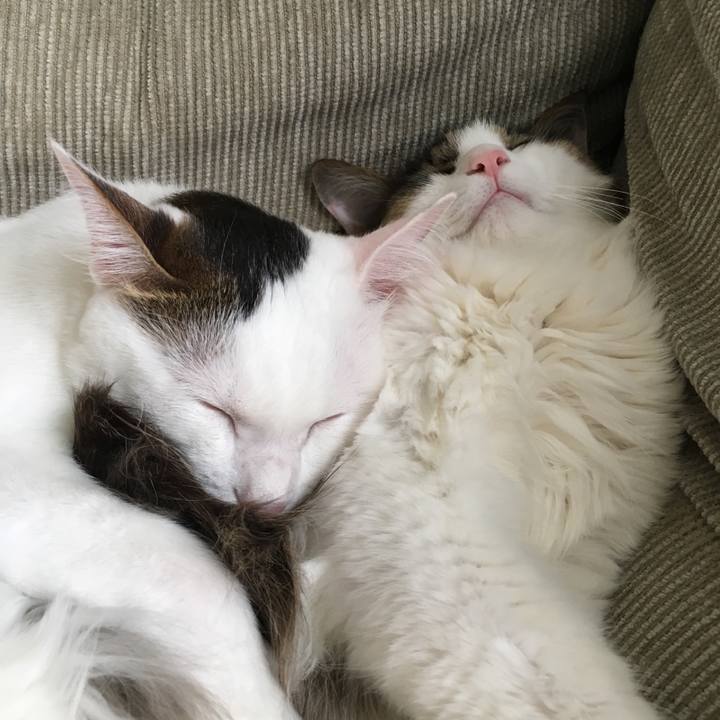 Fd0503b4 f2b0 434d ac0c f48b6e90ddcd 1529983049503