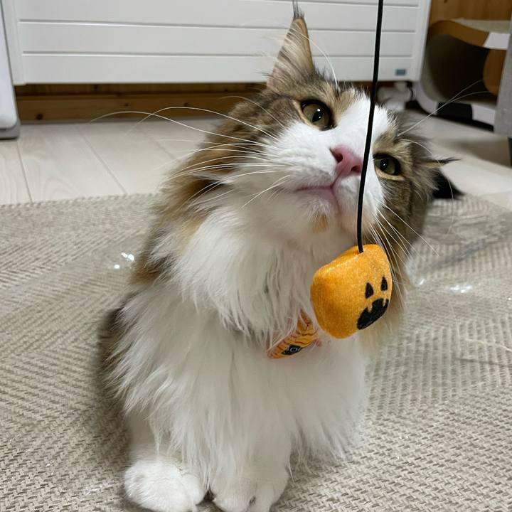 Fd0b7be9 2b4a 4b00 955b a96fad662432 1667215109611