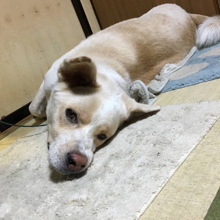 Fd0d2409 82f6 4cb8 93d5 899ee46fe7c2 1508329590310