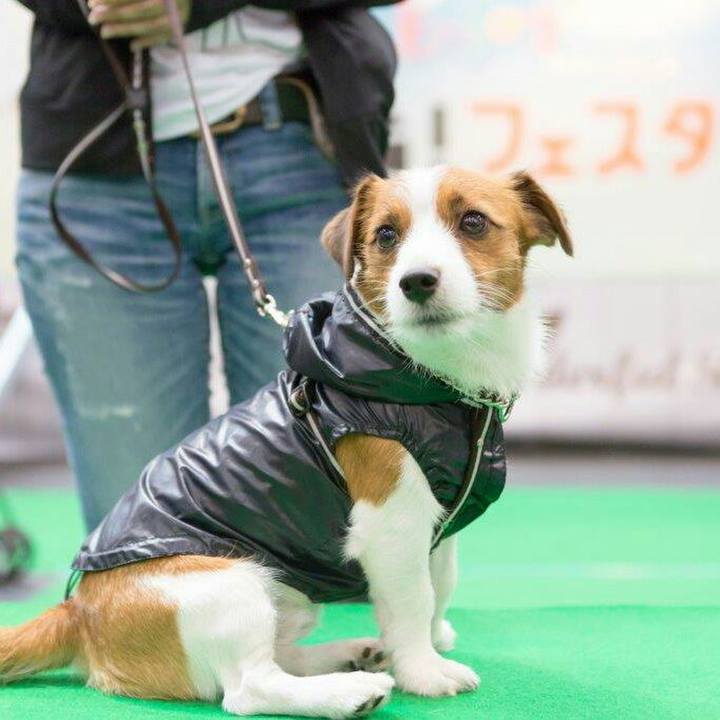 Fd0de0a8 8976 4786 9c1d 4ff3c3071627 1509625774787